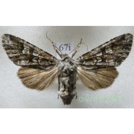 Papestra biren (Goeze, 1781) Czech67i